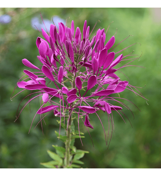 Cleome