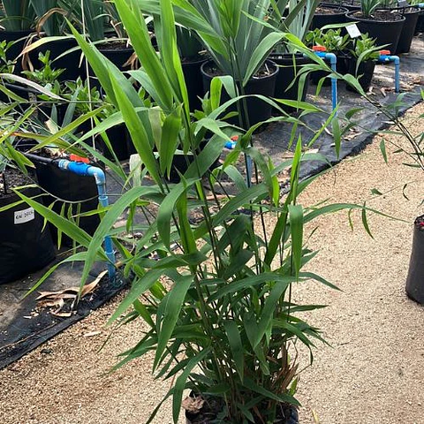 Chasmanthium