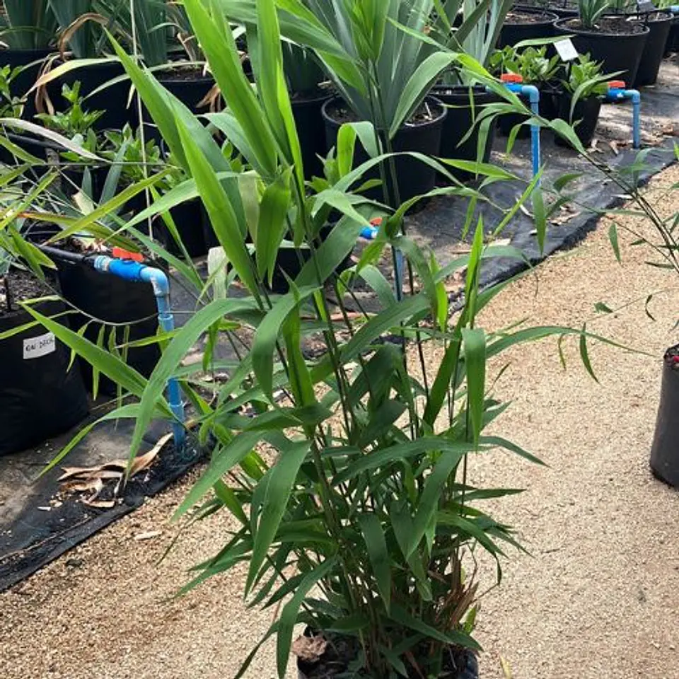 Chasmanthium 1