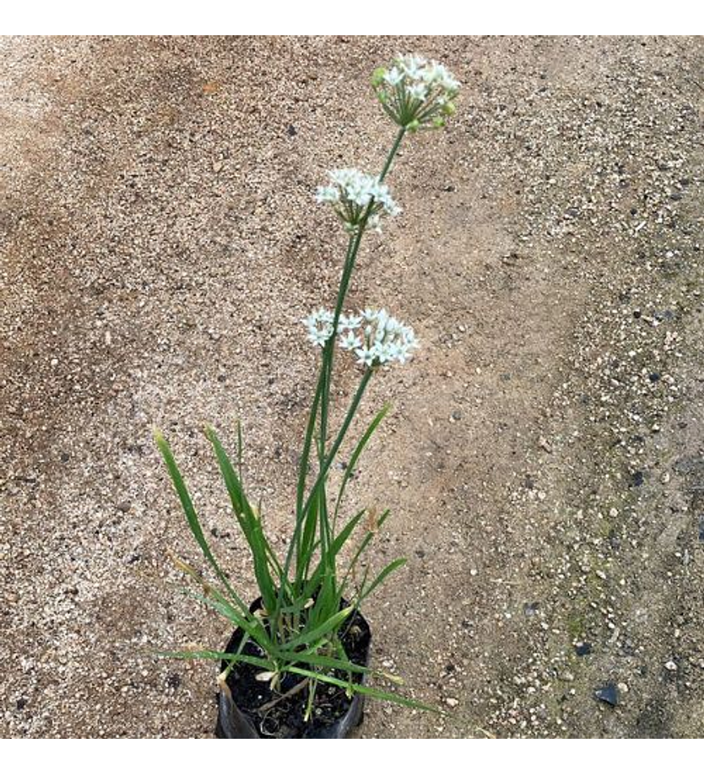 Allium Tuberosum