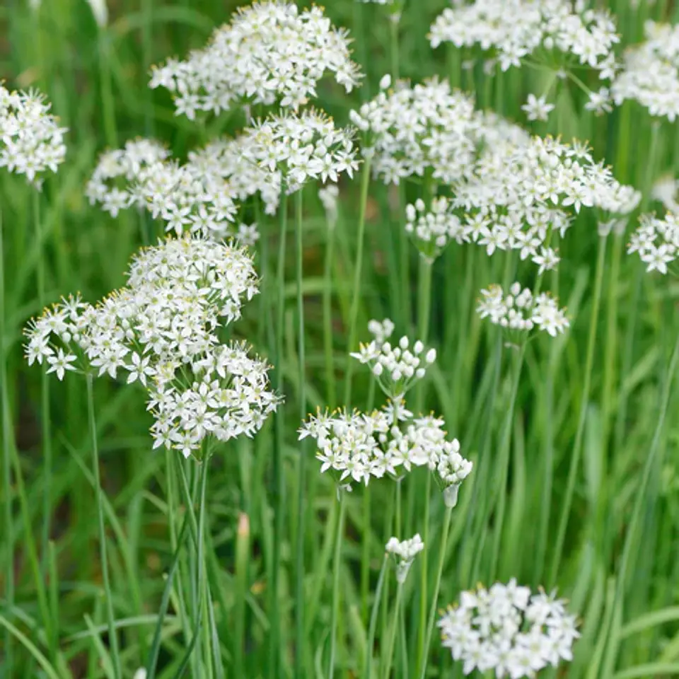 Allium Tuberosum 1