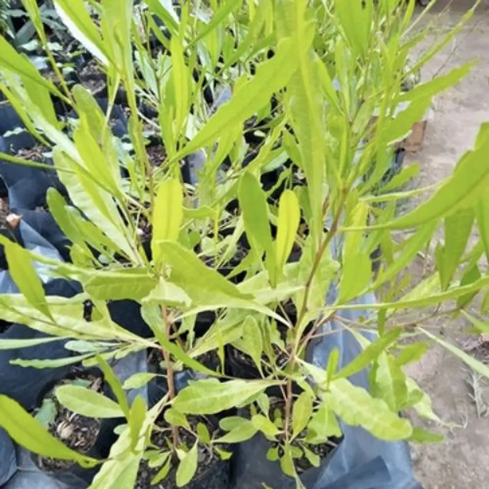 Stenocarpus verde 2