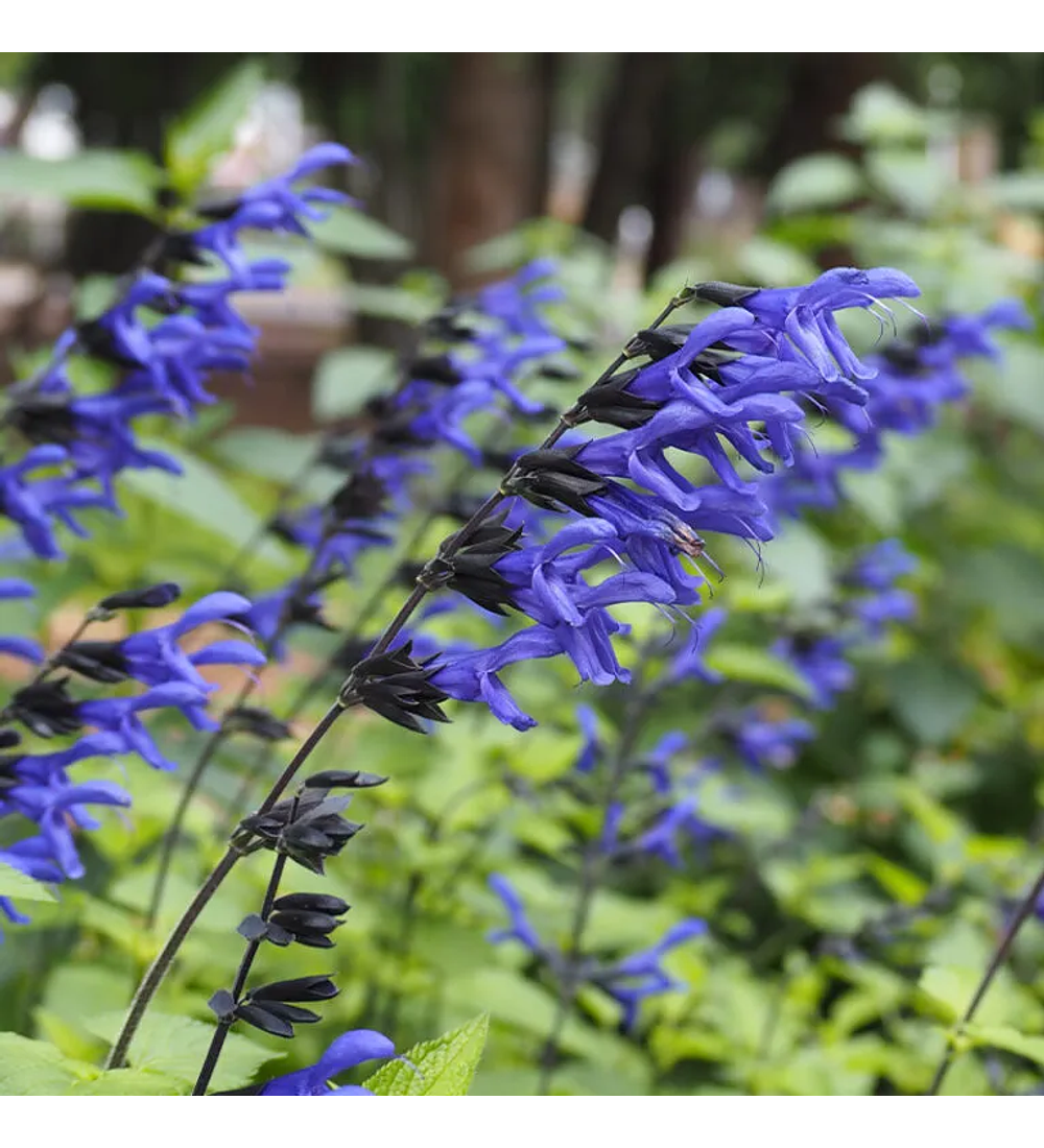 Salvia Black and Blue