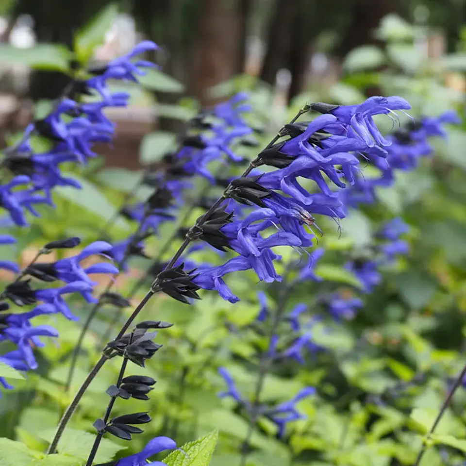 Salvia Black and Blue 1
