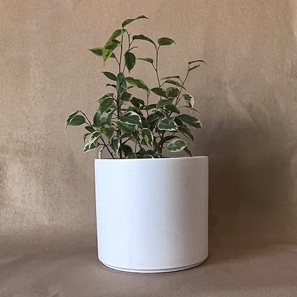 Ficus minitwilly  3