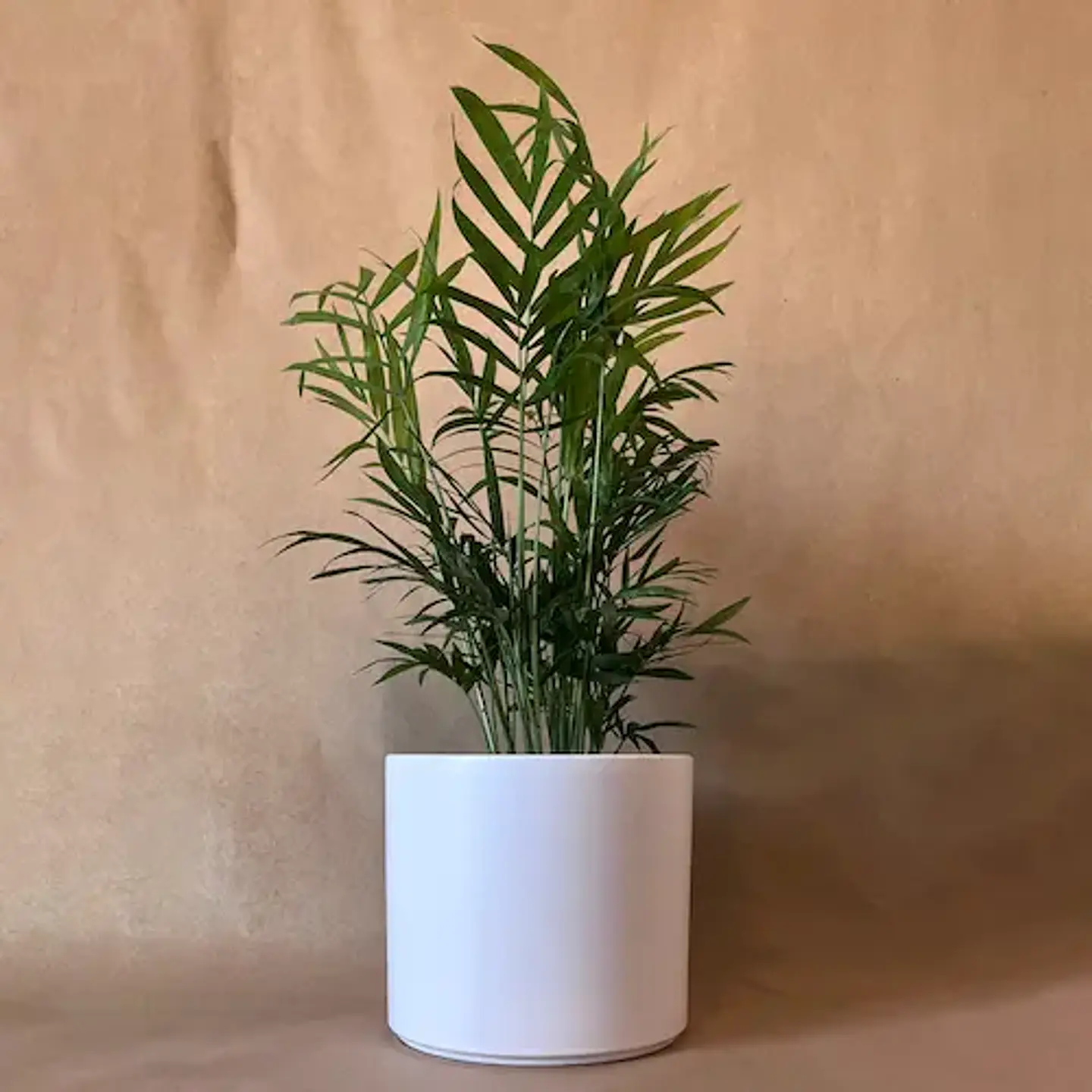 Chamaedorea Elegans 1