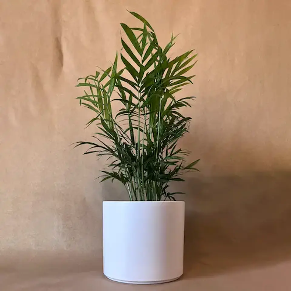 Chamaedorea Elegans 1