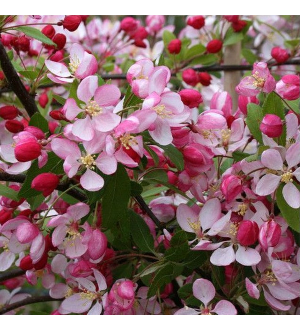 Manzano en flor