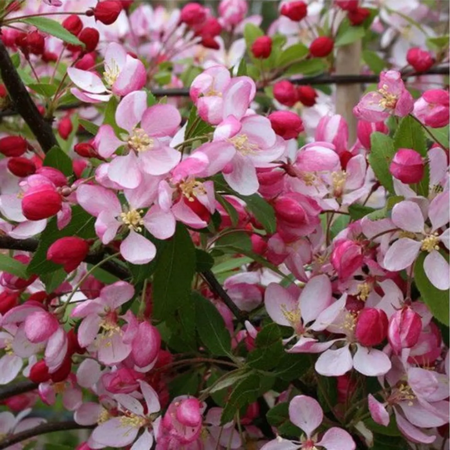 Manzano en flor 1