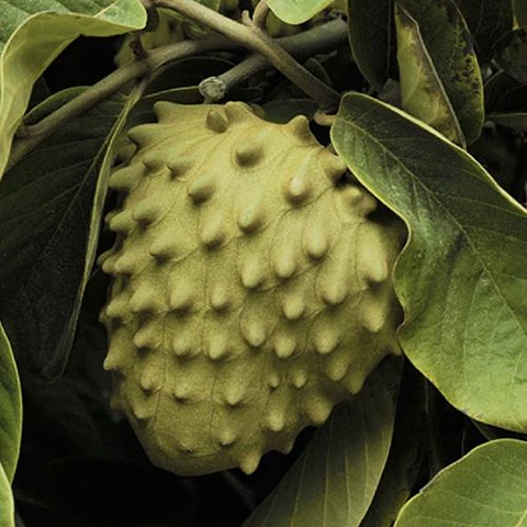 Chirimoyo