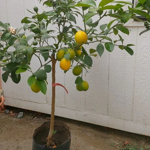 Naranjo variegado