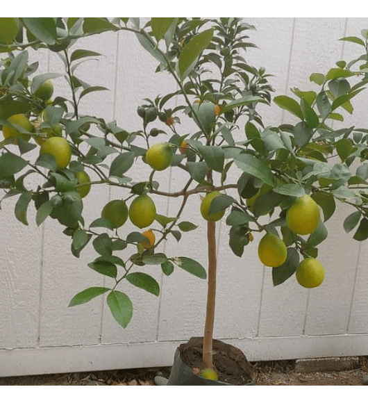Limón Meyer - Kumquat