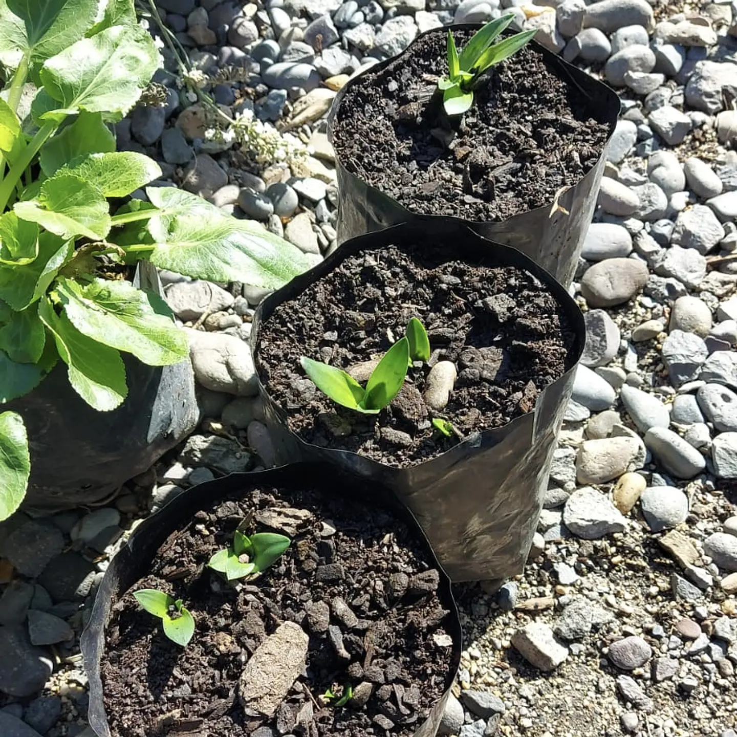 Ornithogalum 5