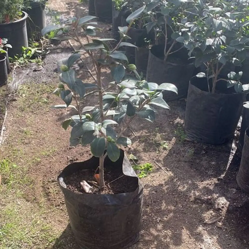 Camelia 2