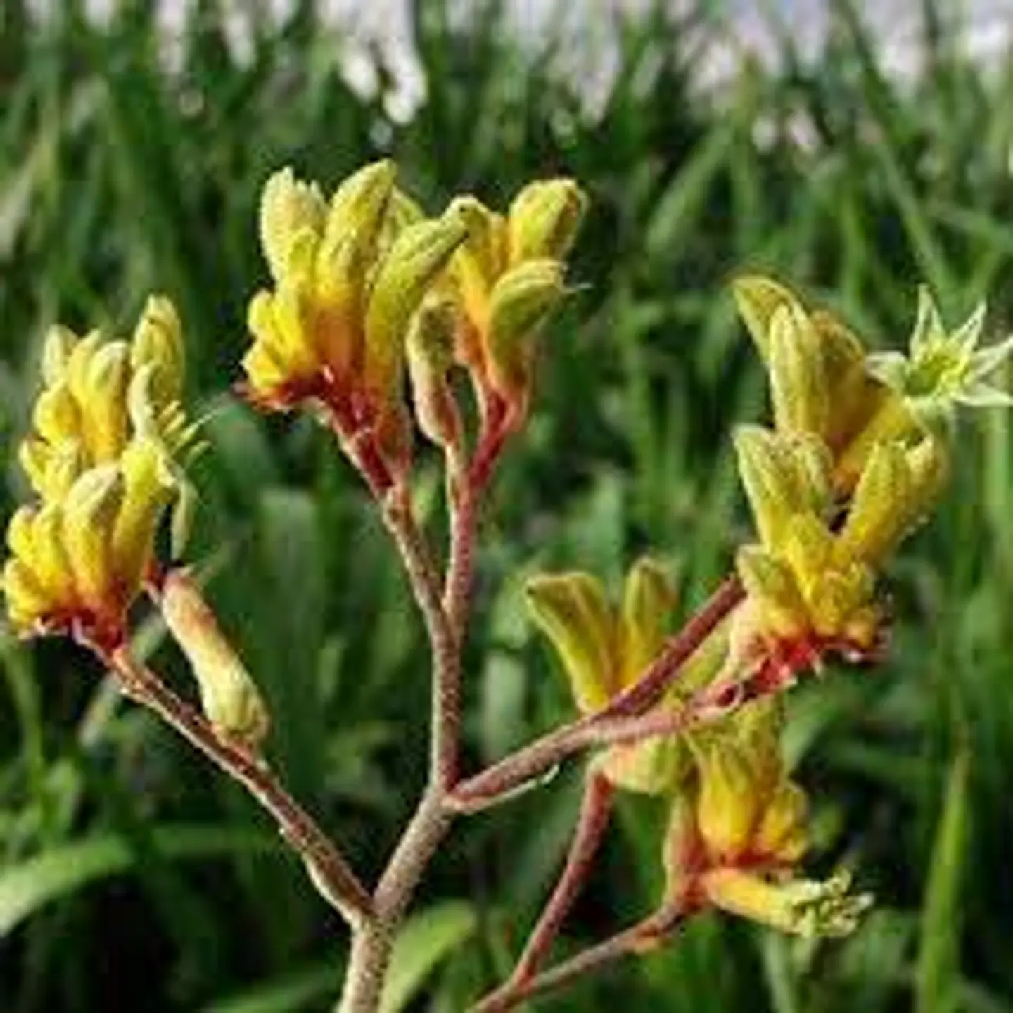 Anigozanthos 1