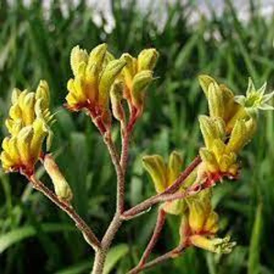 Anigozanthos 1