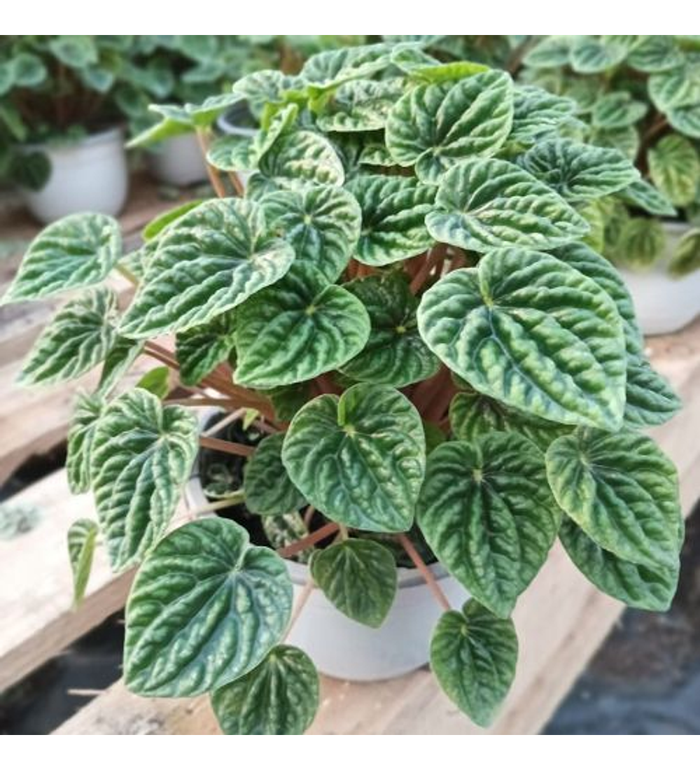 Peperomia Emerald Green