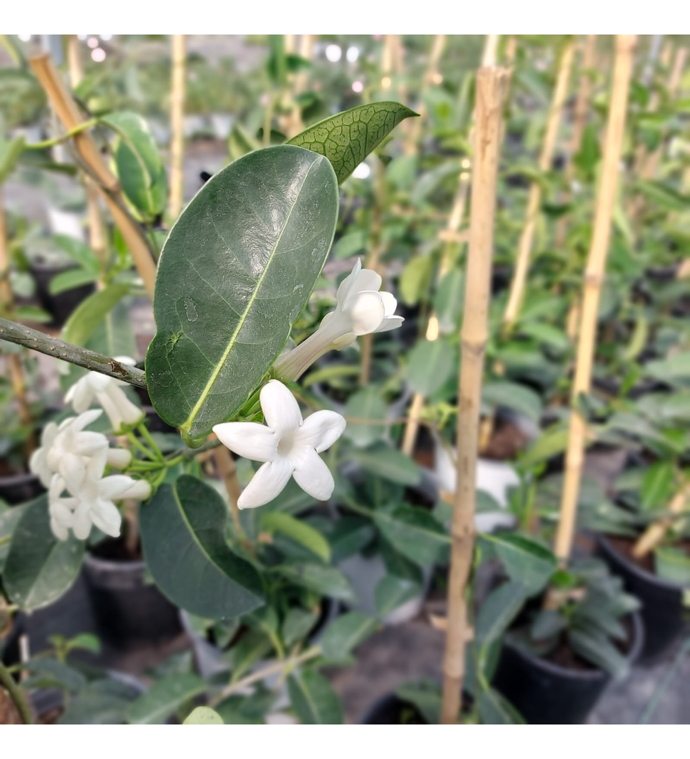 Jazmín Stephanotis