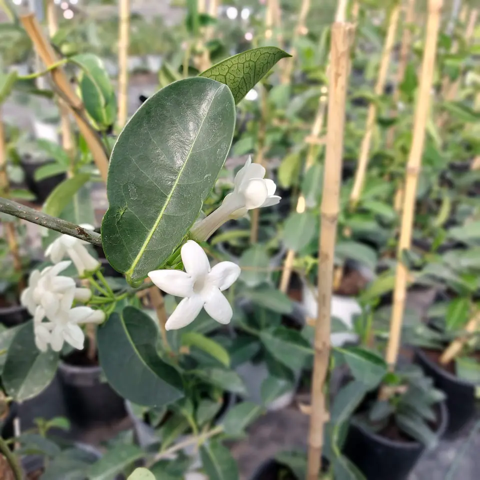 Jazmín Stephanotis 6