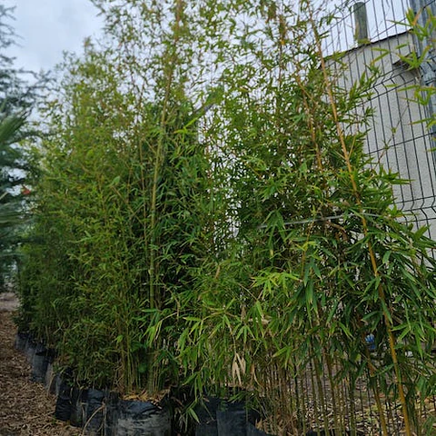 Bamboo