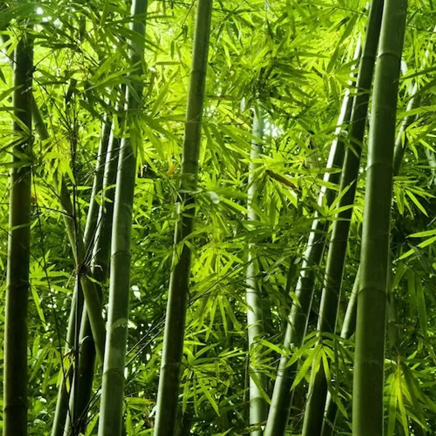 Bamboo 1