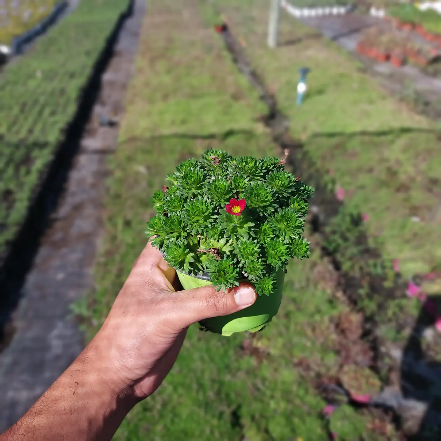Mix Saxifragas  (3 Unidades) 1