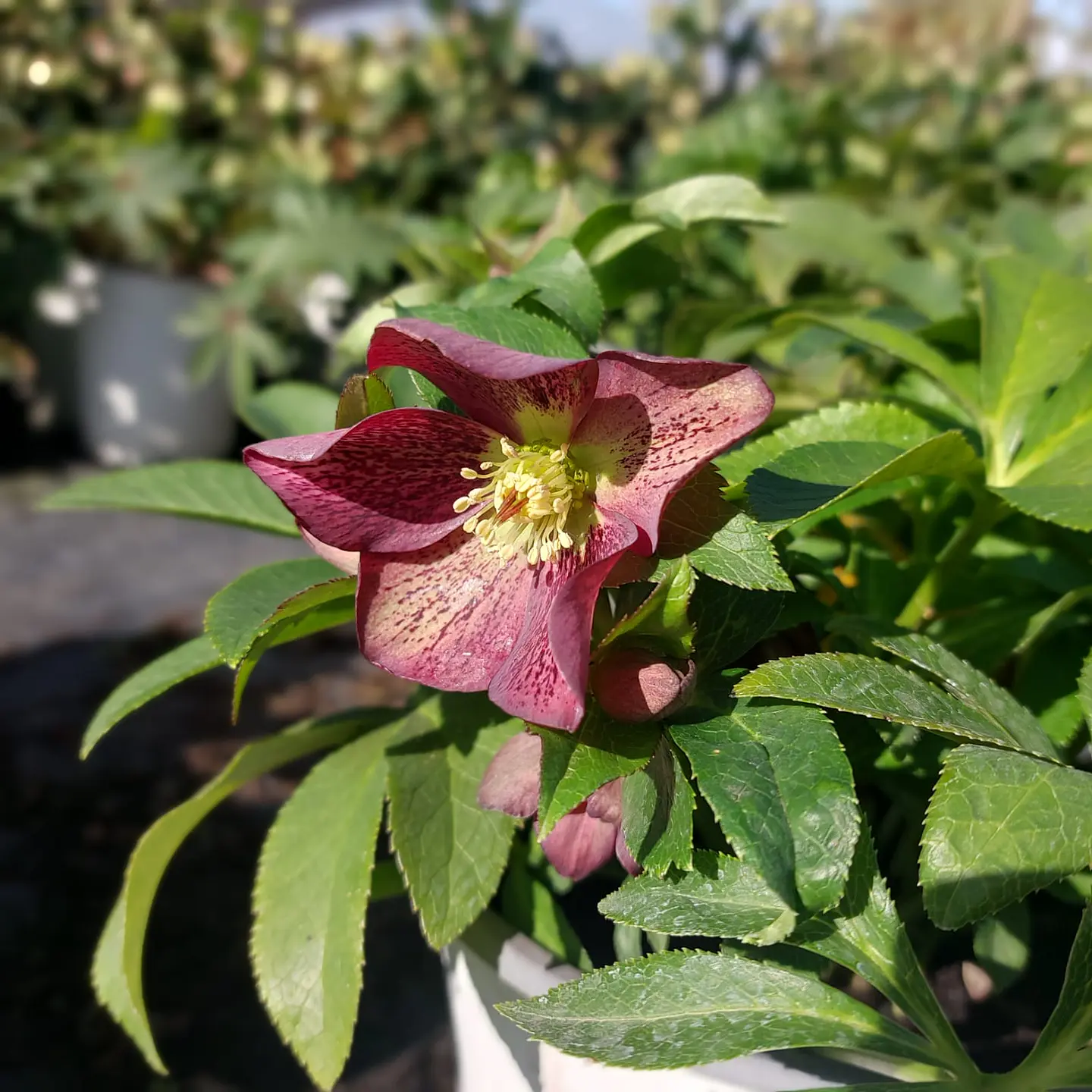 Helleborus Bijoux 1