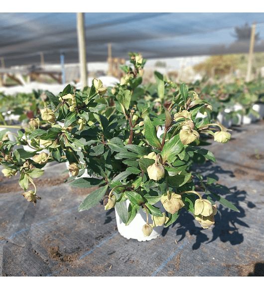 Helleborus Winter Bells