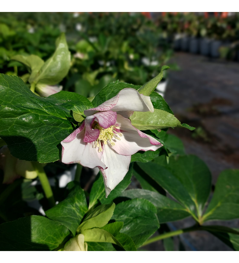 Helleborus Painted Bunting