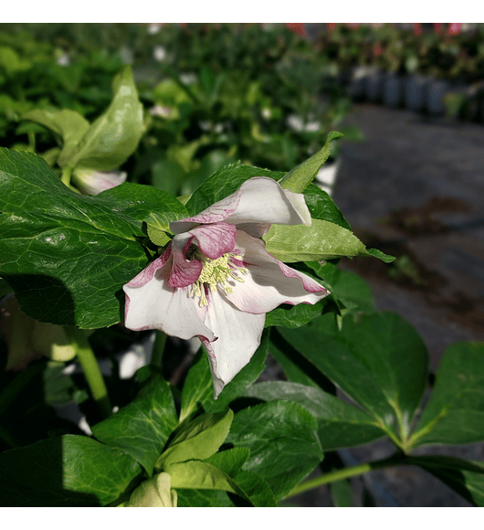 Helleborus Painted Bunting