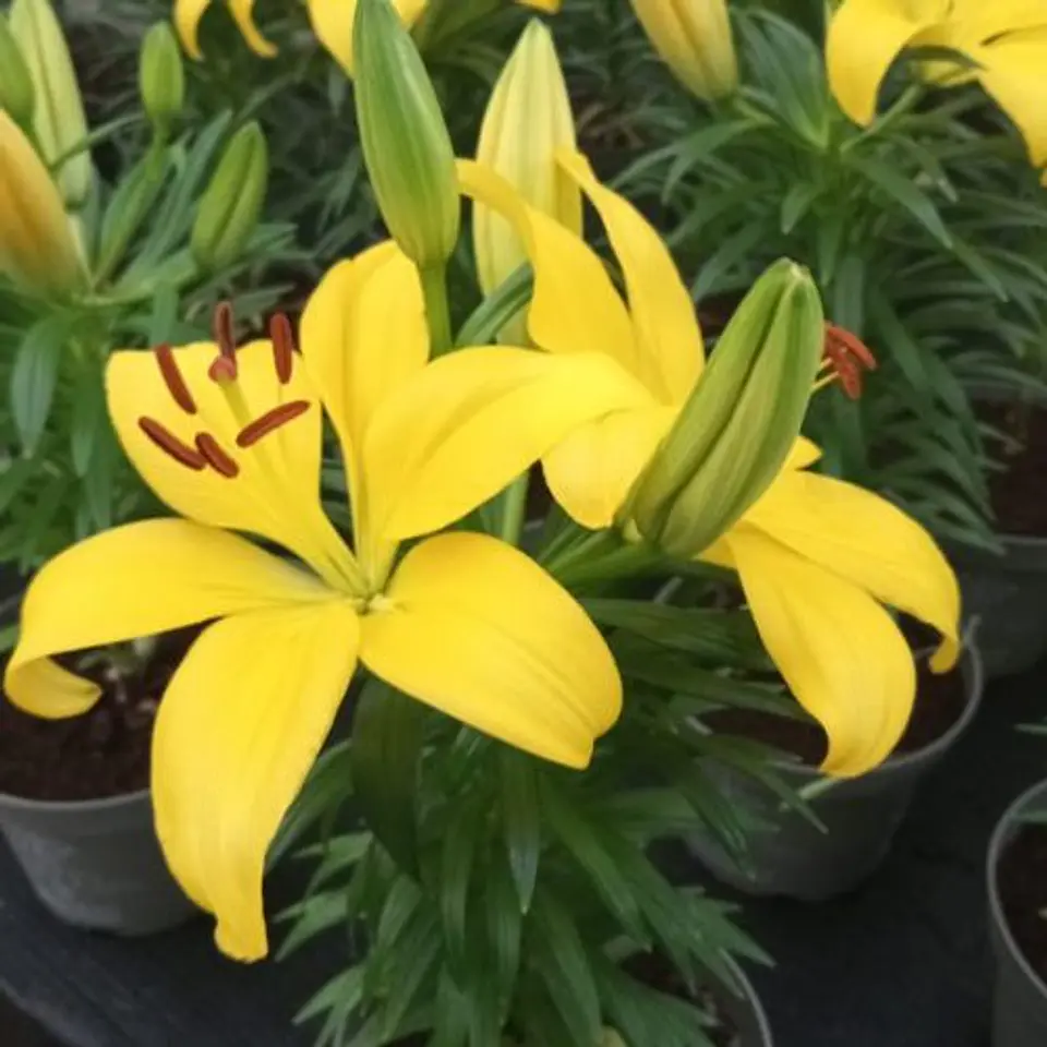 Lilium 4