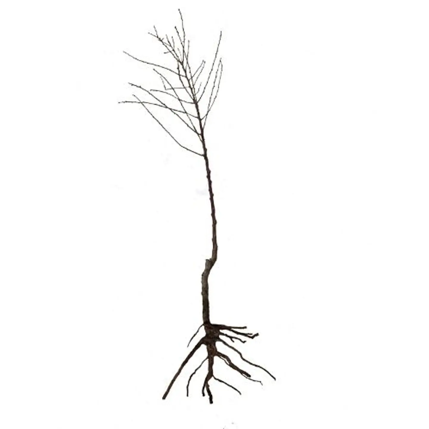 Almendro 4
