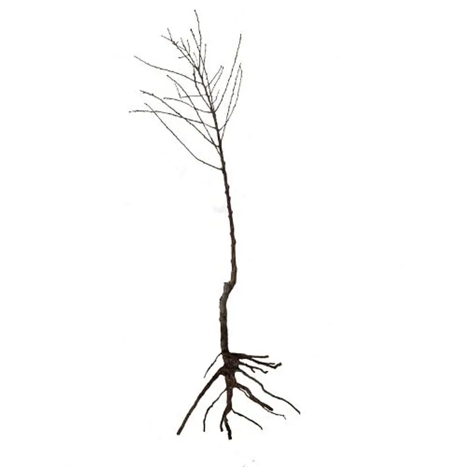 Almendro 4
