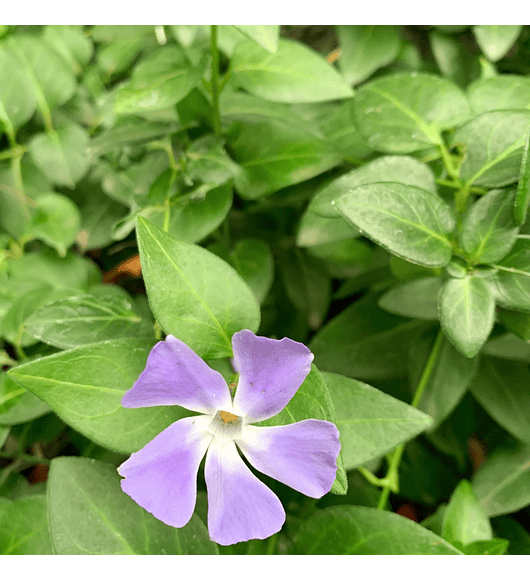 Vinca Minor (5 unidades)
