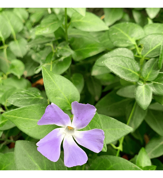 Vinca mayor (5 unidades)