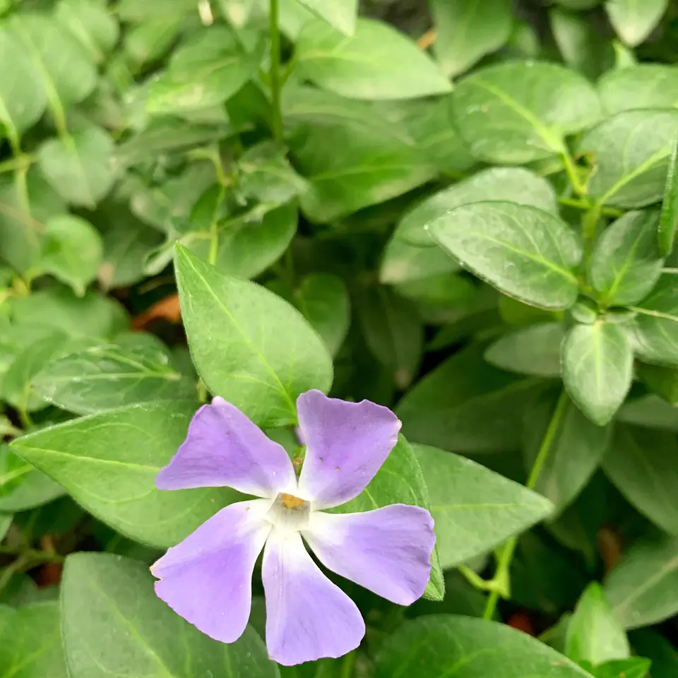 Vinca mayor (5 unidades) 1