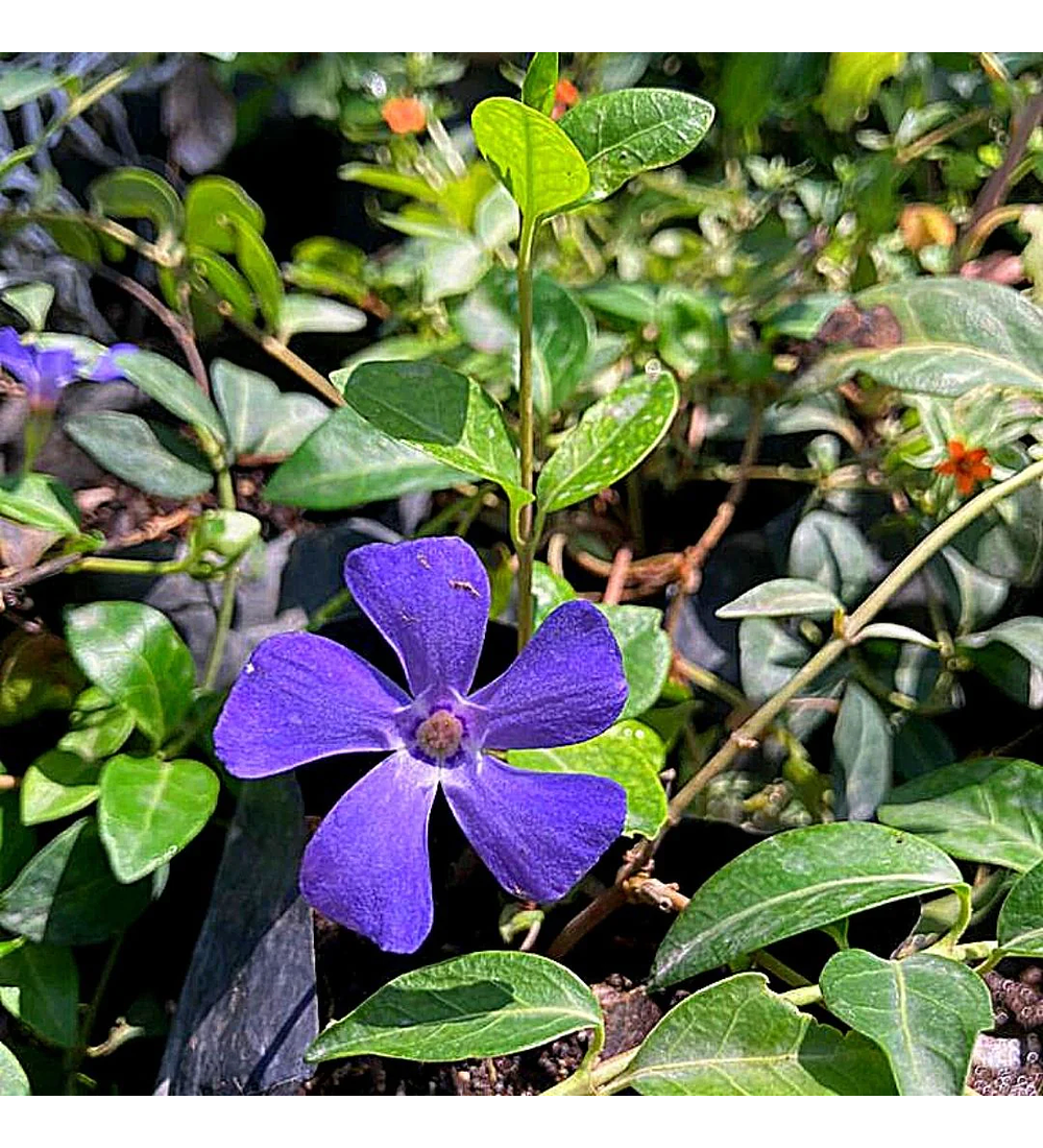 Vinca Minor (5 unidades)