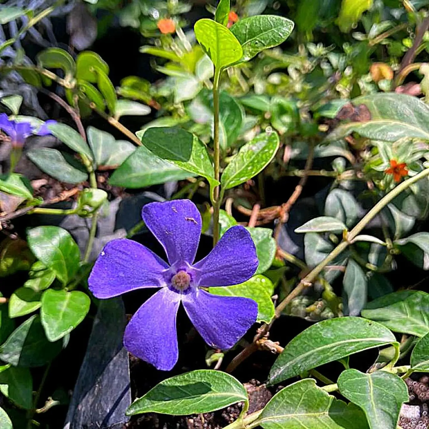 Vinca Minor (5 unidades) 1