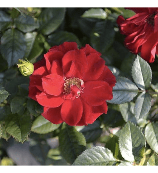 Rosa trepadora roja