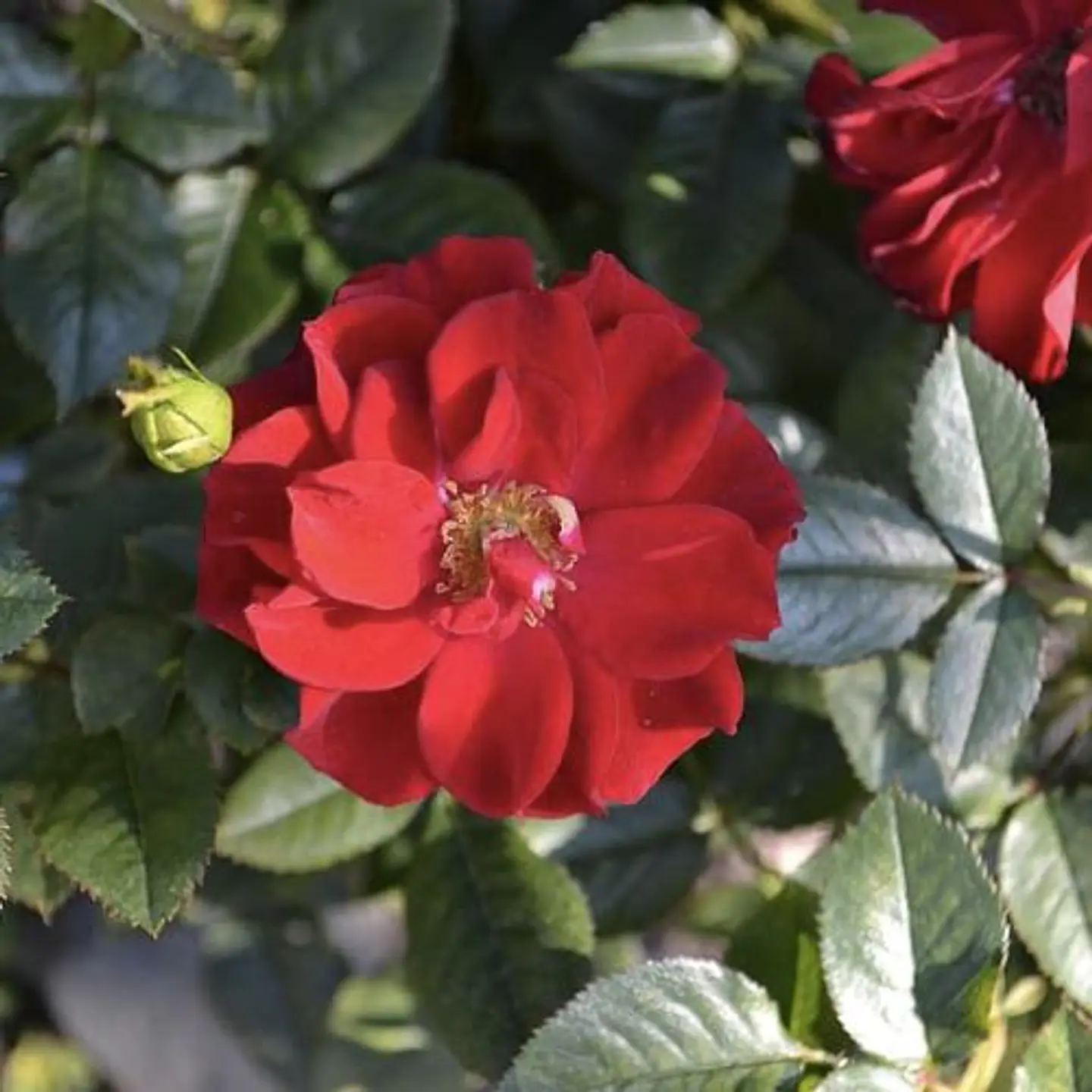 Rosa trepadora Altissimo roja 1
