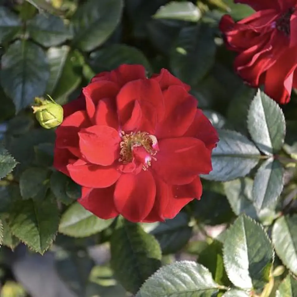 Rosa trepadora Altissimo roja 1