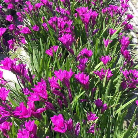 Babiana Stricta