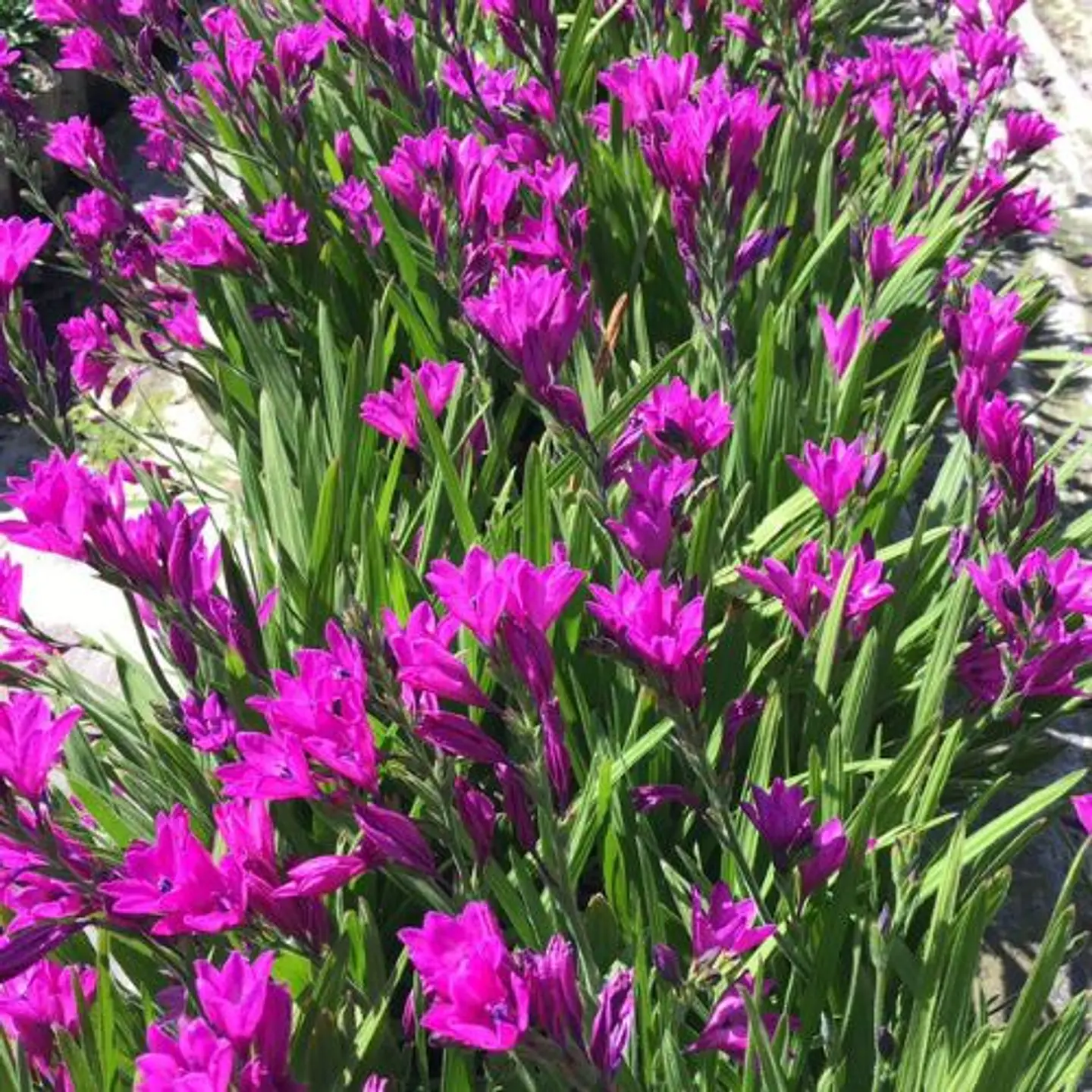 Babiana Stricta 1