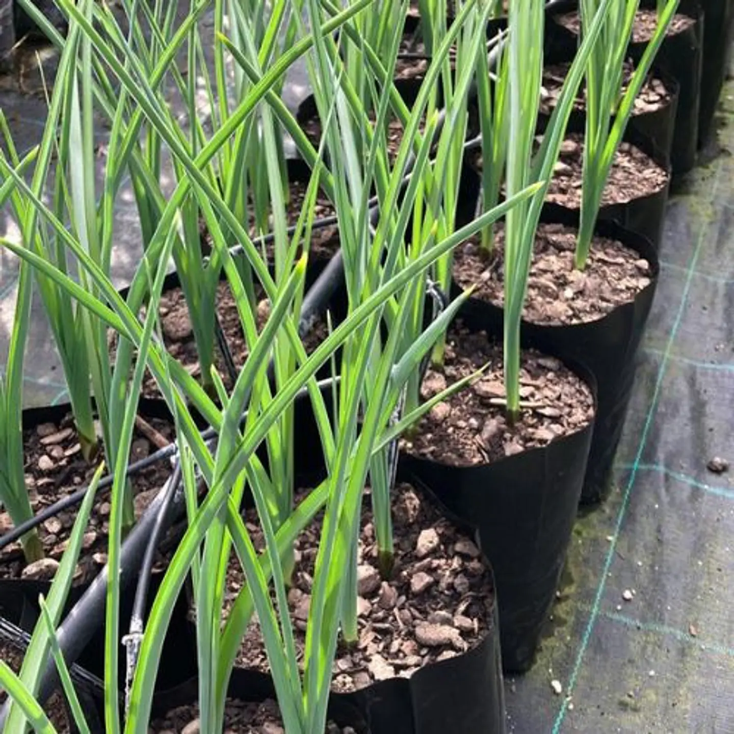 Babiana Stricta 3