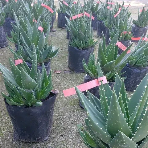 Aloe Ferox