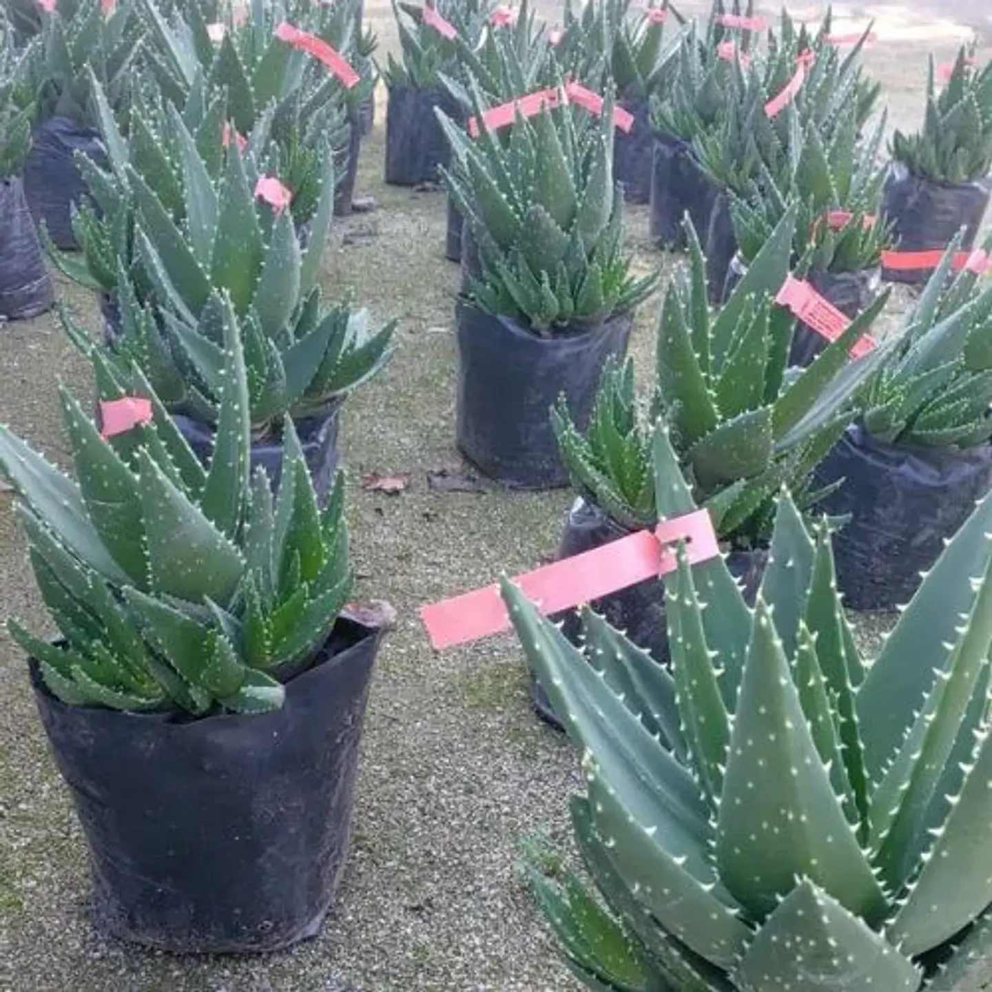 Aloe Ferox 1