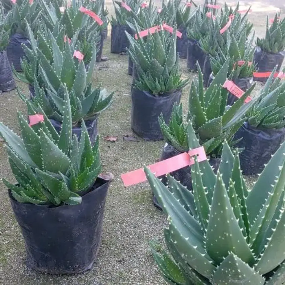 Aloe Ferox 1