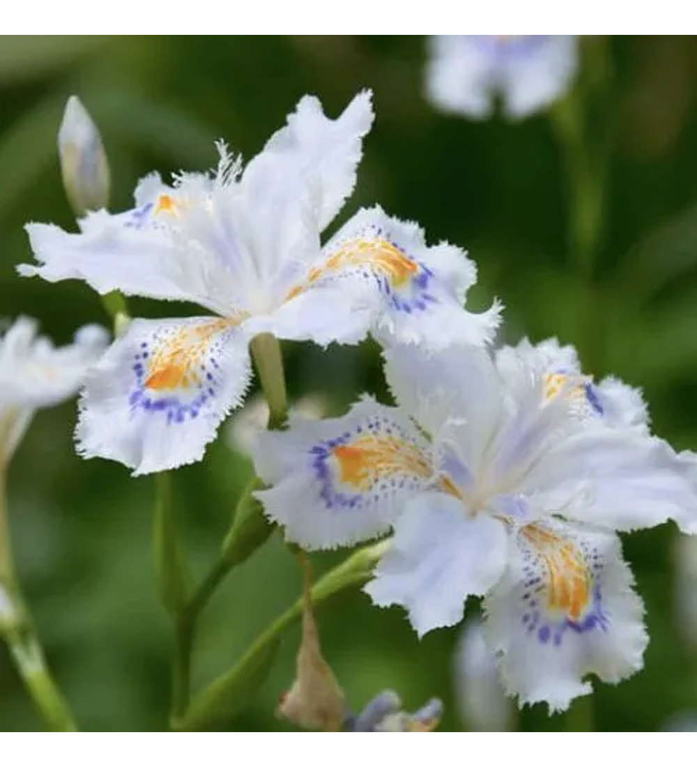 Iris japónica