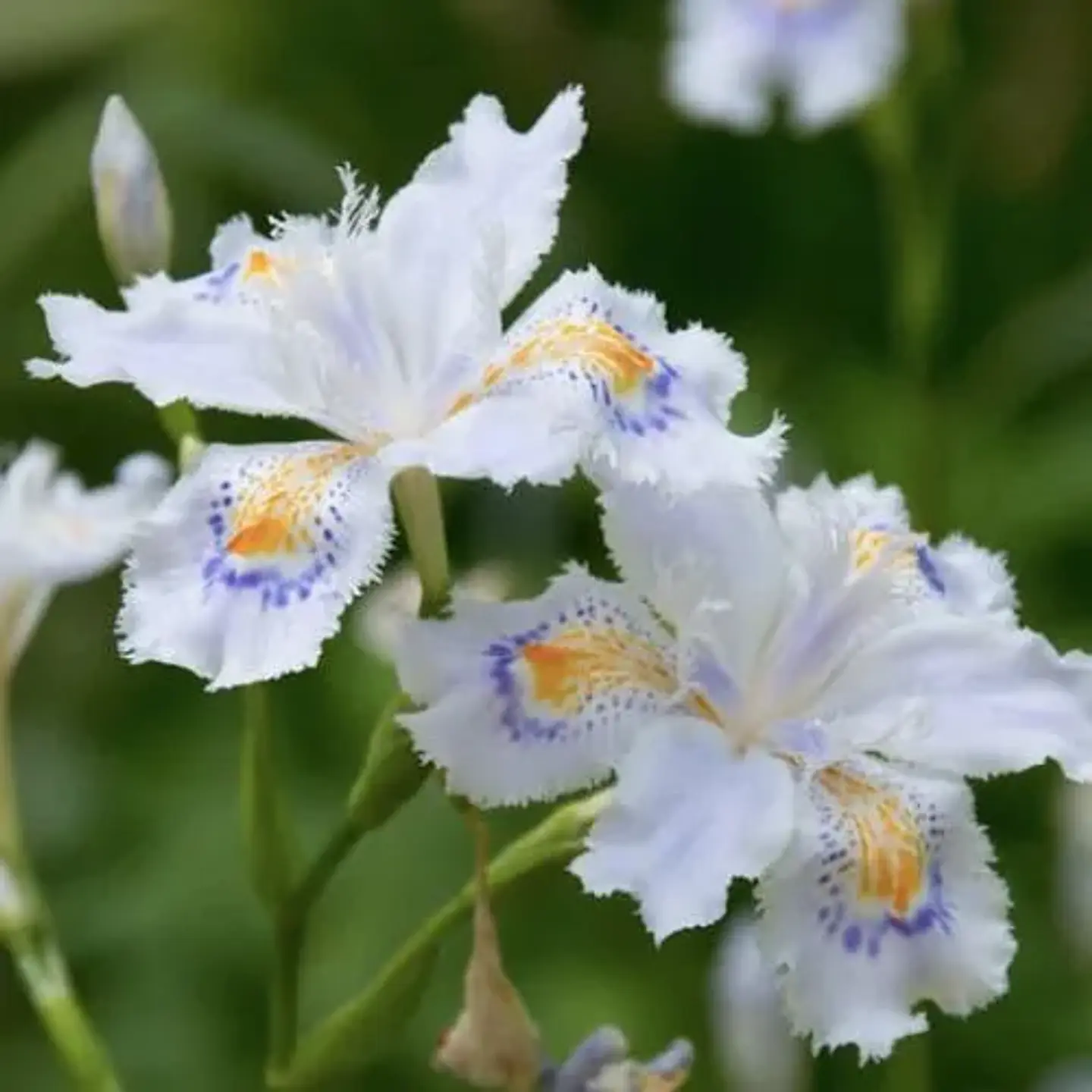 Iris japónica variegata 1