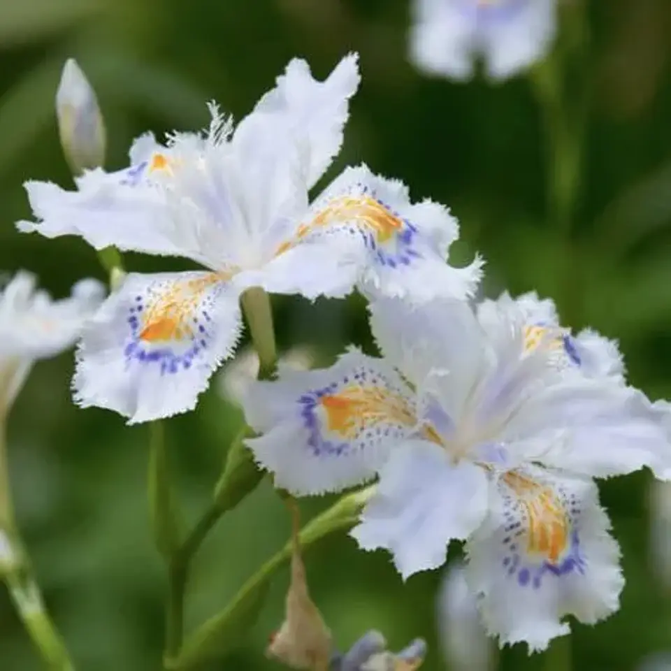 Iris japónica variegata 1